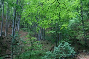 parcul-national-cozia-padure-virgina-de-fag-in-zona-stanisoara-foto-pavel-prundurel