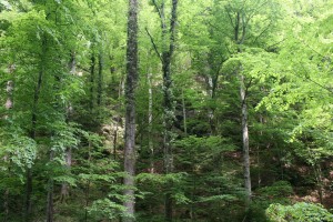 parcul-national-cozia-padure-virgina-din-zona-lotri%c8%99or-foto-pavel-prundurel